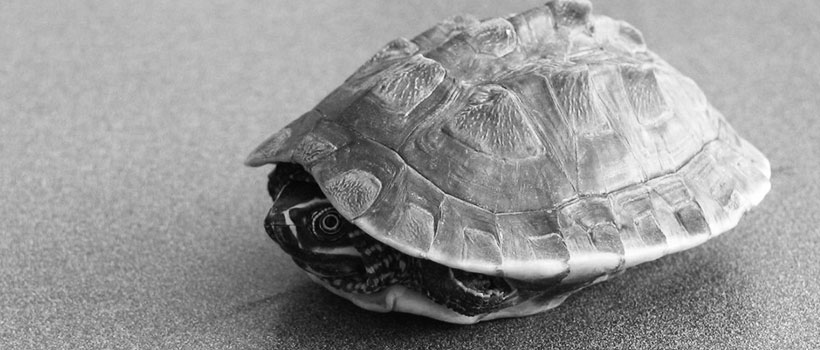 Headless Acceptance Tests Headless Acceptance Tests